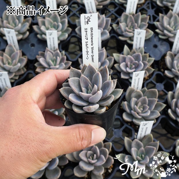 054::Echeveria 'Silver Queen'(エケベリア シルバークイーン)６㎝ポット[多肉植物] | 花苗・野菜苗の販売  ザ・ガーデンパーティー