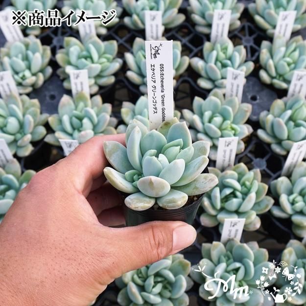 青緑色の多肉植物*6 055:Echeveria 'Green Goddess'(エケベリア