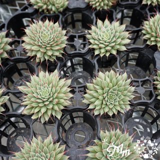 058:Graptopetalum 'Filiferum'(ץȥڥ եե())ѥݥå[¿ʪ]<img class='new_mark_img2' src='https://img.shop-pro.jp/img/new/icons57.gif' style='border:none;display:inline;margin:0px;padding:0px;width:auto;' />