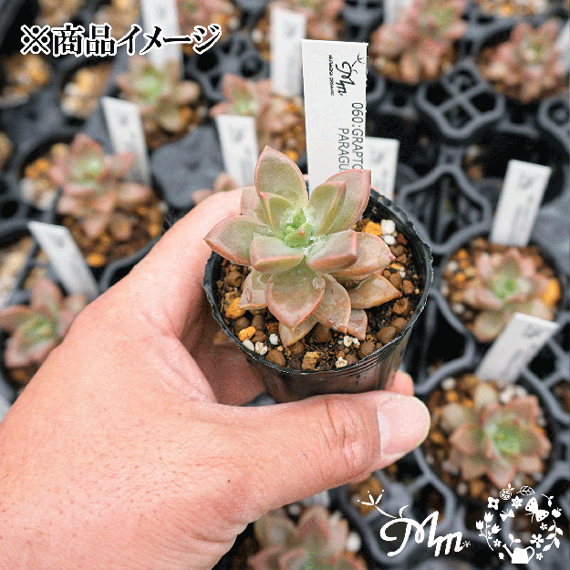 060:Graptopetalum Paraguayense 'Minor'(ץȥڥ ѥ饰 ߥΥ)ѥݥå[¿ʪ]