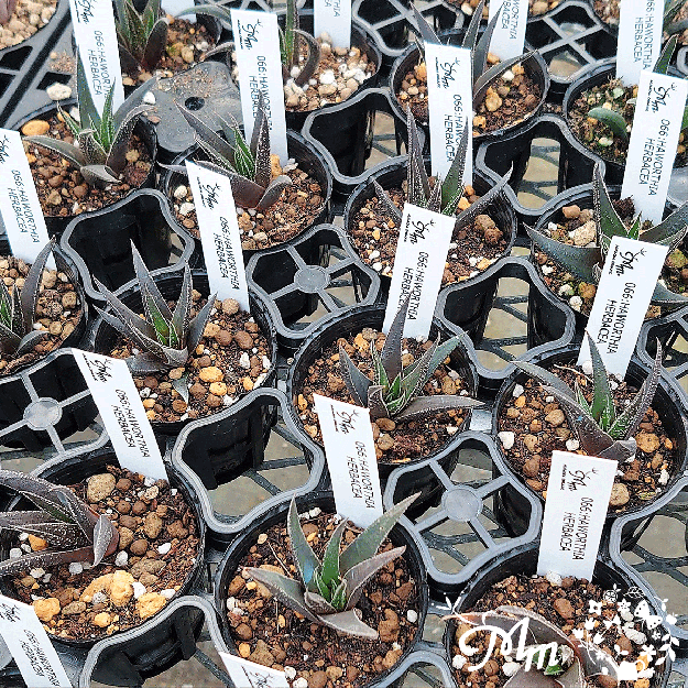 066:HAWORTHIA HERBACEA(ϥ إХ)ѥݥå[¿ʪ]