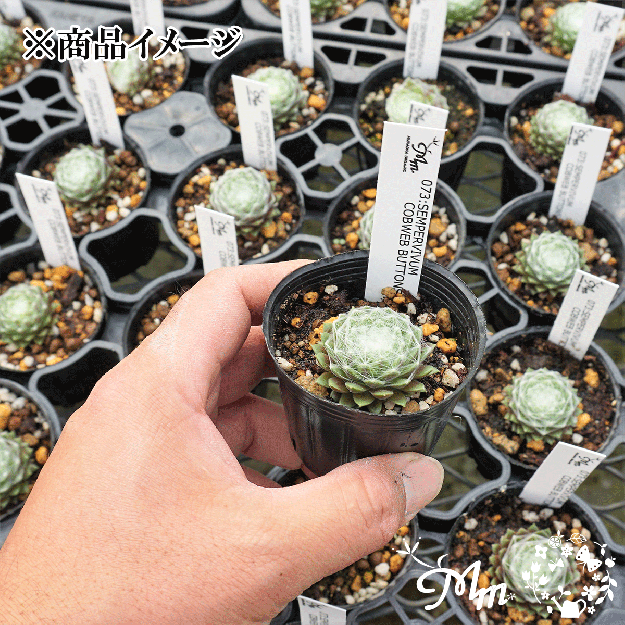 073:Sempervivum 'Cobweb Buttons'(センペルビウム コブウェブボタン)６㎝ポット[多肉植物] | 花苗・野菜苗の販売  ザ・ガーデンパーティー