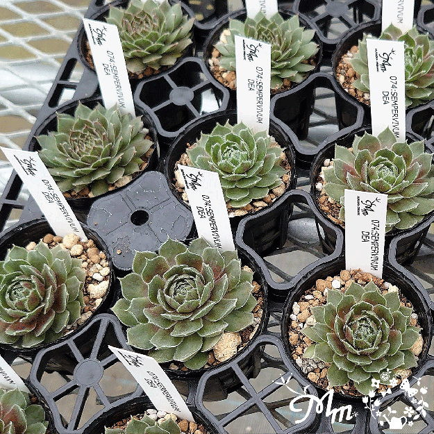 センペルビウム「Ponderosa」多肉植物 sempervivum - インテリア小物