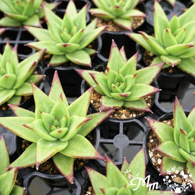 103:Echeveria 'Agavoides Ebony'(٥ꥢ ܥǥܥˡ)ѥݥå[¿ʪ]