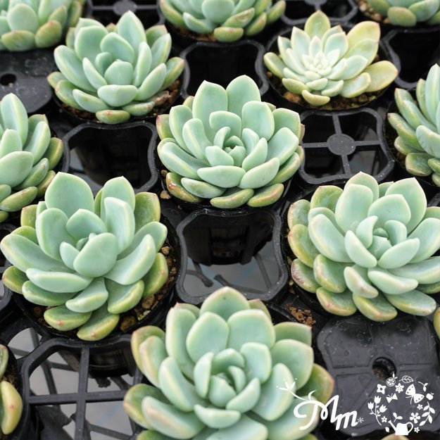 106:Echeveria 'Aurora'(エケベリア オーロラ)６㎝ポット[多肉植物] | 花苗・野菜苗の販売 ザ・ガーデンパーティー