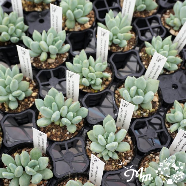 107:Echeveria 'Azul Blues'(٥ꥢ ֥롼)ѥݥå[¿ʪ]