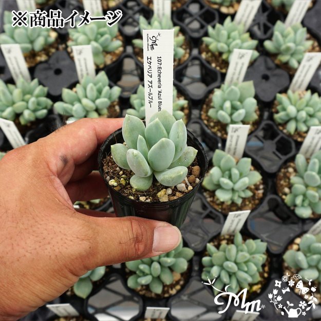 107:Echeveria 'Azul Blues'(٥ꥢ ֥롼)ѥݥå[¿ʪ]