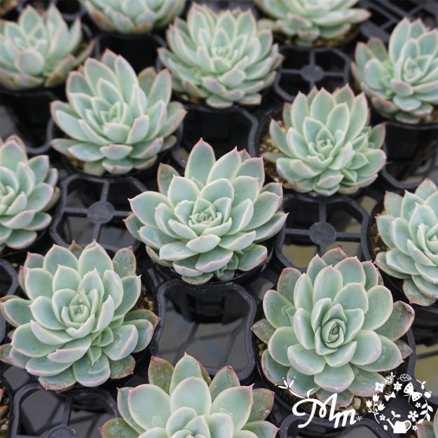 112:Echeveria 'Boeil'(エケベリア ボイル)６㎝ポット[多肉植物]