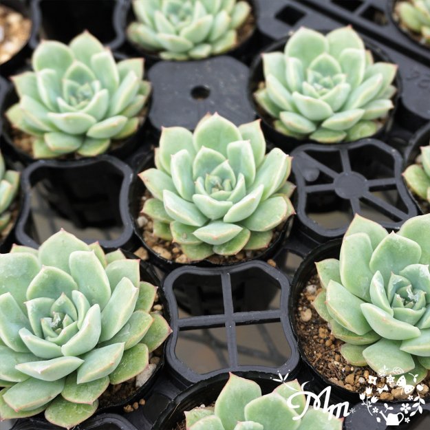 114:Echeveria 'California Queen'(エケベリア カリフォルニアクイーン)６㎝ポット[多肉植物] | 花苗・野菜苗の販売  ザ・ガーデンパーティー