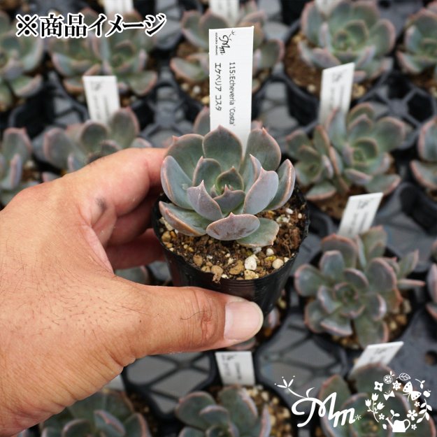 115:Echeveria 'Costa'(エケベリア コスタ)６㎝ポット[多肉植物] | 花苗・野菜苗の販売 ザ・ガーデンパーティー