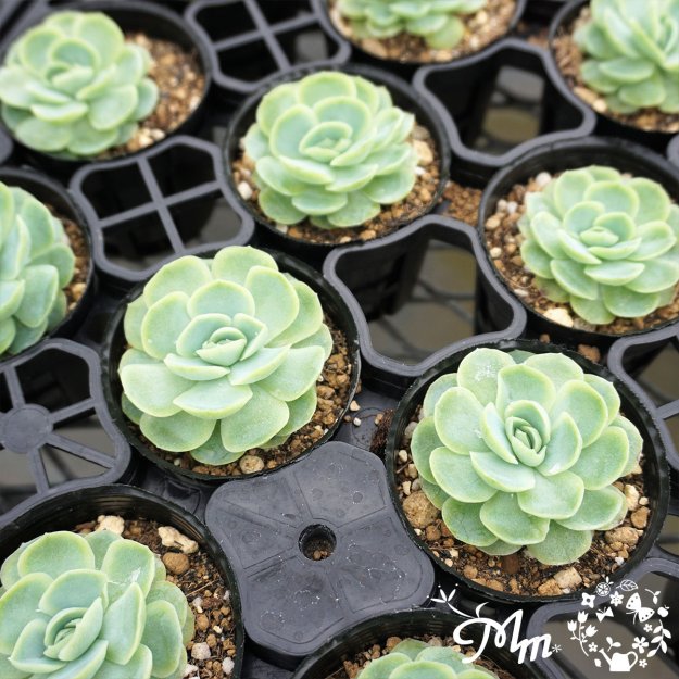 117:Echeveria 'Elegans'(٥ꥢ 쥬)ѥݥå[¿ʪ]