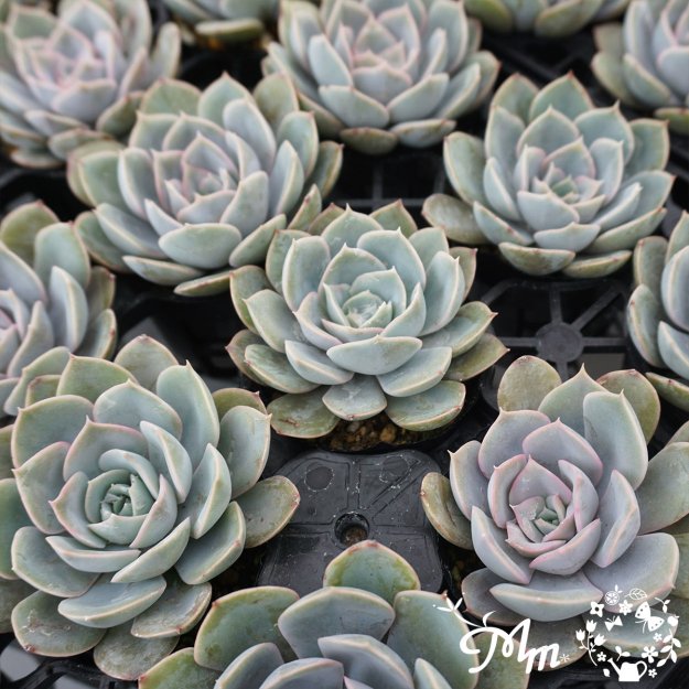 123:Echeveria 'Grande Cinza'(٥ꥢ ǥ)ѥݥå[¿ʪ]