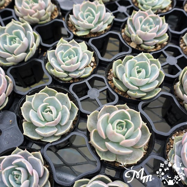 129:Echeveria 'Lotus' (エケベリア ロータス)６㎝ポット[多肉植物] | 花苗・野菜苗の販売 ザ・ガーデンパーティー