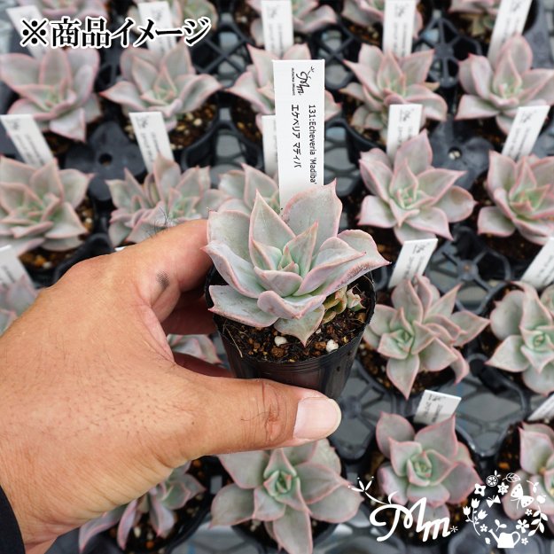 131:Echeveria 'Madiba' (エケベリア マディバ)６㎝ポット[多肉植物] | 花苗・野菜苗の販売 ザ・ガーデンパーティー