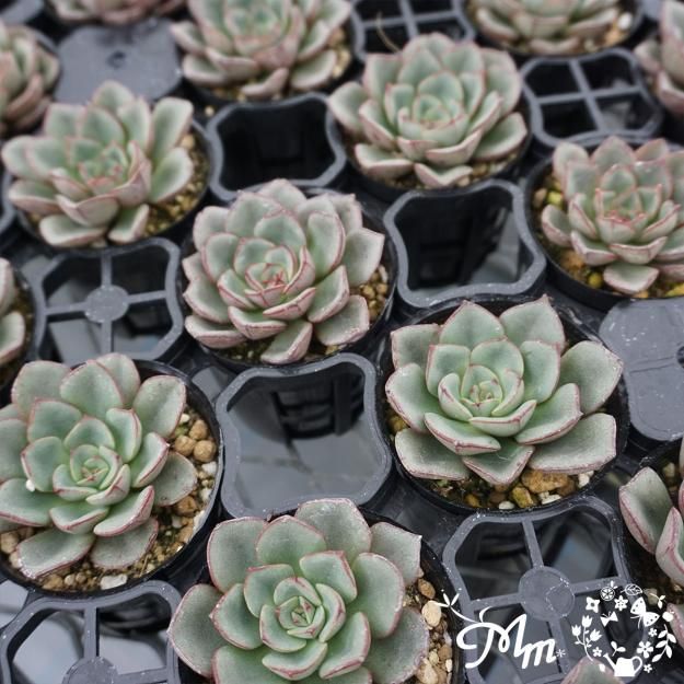 135:Echeveria 'Moranii' (エケベリア モラニー)6㎝ポット[多肉