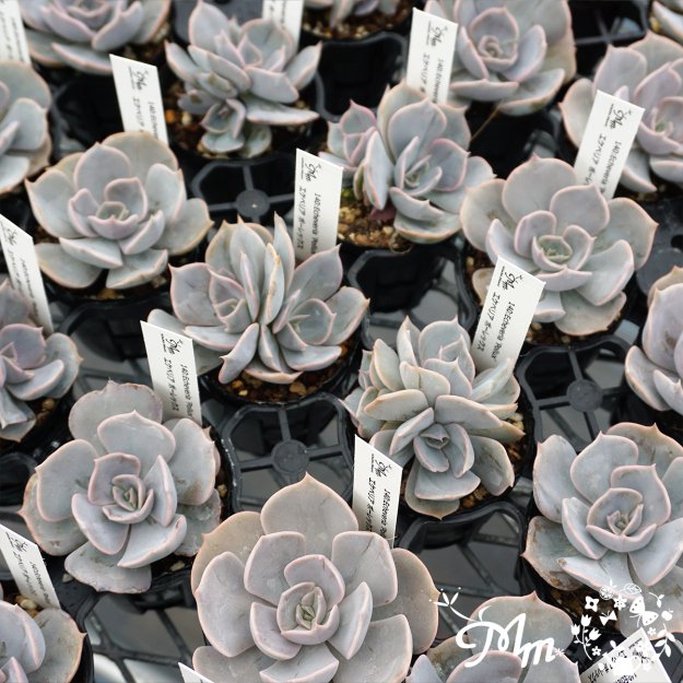 140:Echeveria 'Pollux' (エケベリア ポーレックス)６㎝ポット[多肉植物] | 花苗・野菜苗の販売 ザ・ガーデンパーティー