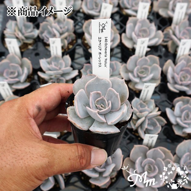 140:Echeveria 'Pollux' (エケベリア ポーレックス)６㎝ポット[多肉植物] | 花苗・野菜苗の販売 ザ・ガーデンパーティー