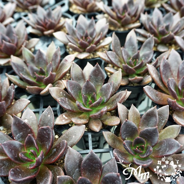 142:Echeveria 'Preta (Black Flach)' (٥ꥢ ץ쥿(֥åեå))ѥݥå[¿ʪ]