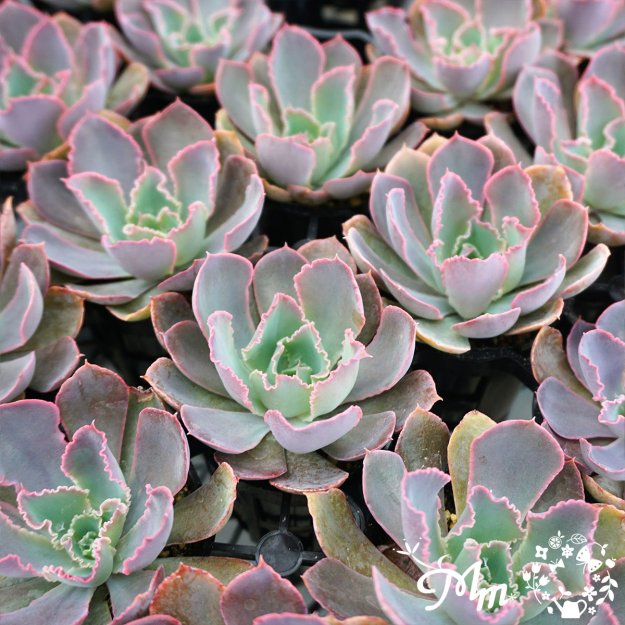 145:Echeveria 'Purple Dance' (エケベリア パープルダンス)６㎝ポット[多肉植物] | 花苗・野菜苗の販売  ザ・ガーデンパーティー