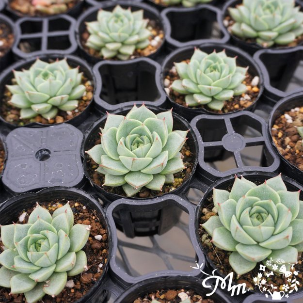 147:Echeveria 'Purpusorum Green Gilva' (エケベリア パーパソルムグリーンギルバ)６㎝ポット[多肉植物]