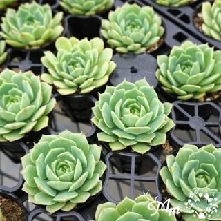 エケベリア(多肉植物)の苗の商品一覧をみる