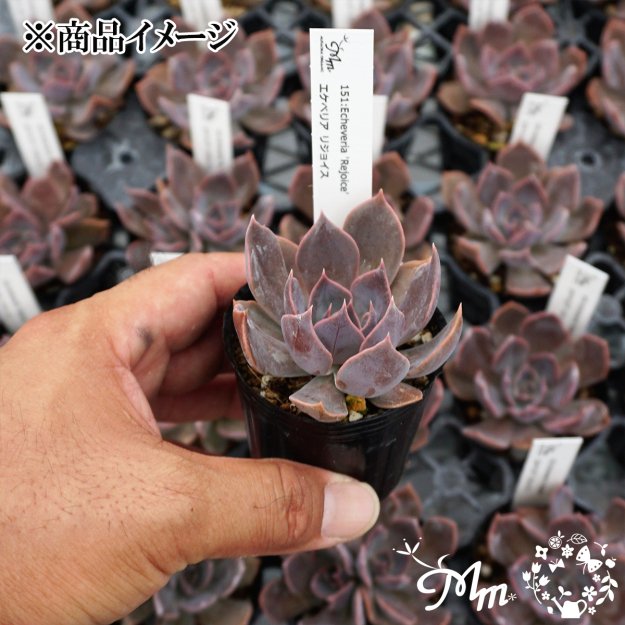 151:Echeveria 'Rejoice' (٥ꥢ ꥸ祤)ѥݥå[¿ʪ]