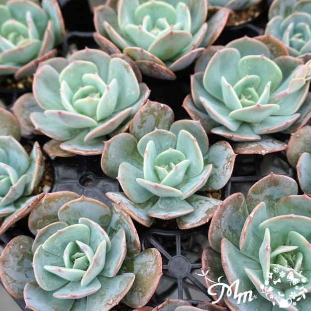 152:Echeveria 'Runyonii Blue' (٥ꥢ ˡ֥롼)ѥݥå[¿ʪ]