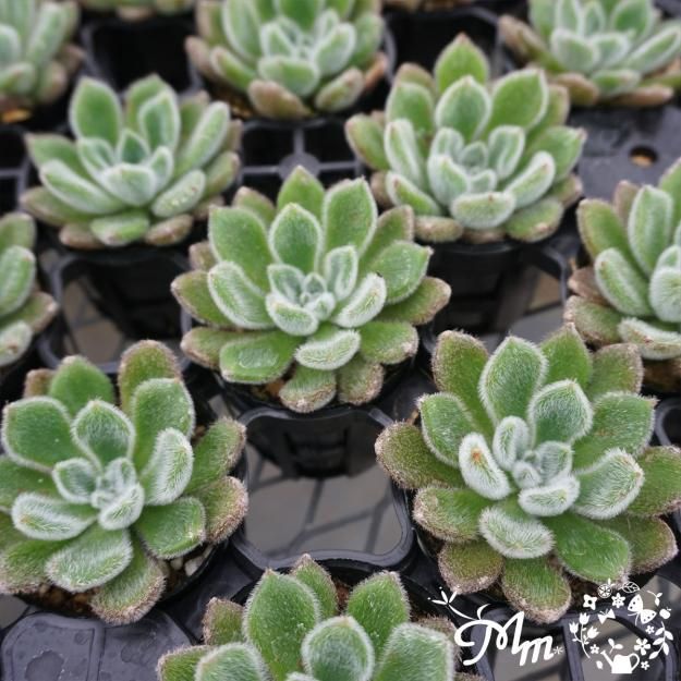 156:Echeveria 'Setosa' (エケベリア セトーサ)6㎝ポット[多肉