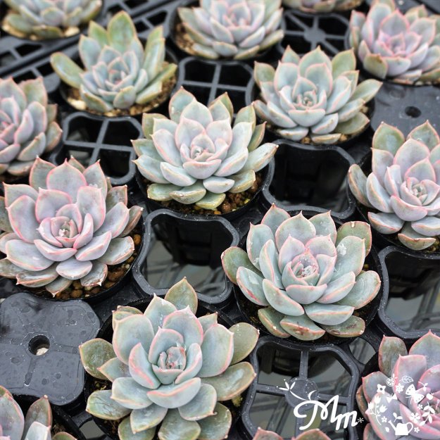 158:Echeveria 'Summer' (エケベリア サマー)６㎝ポット[多肉植物] | 花苗・野菜苗の販売 ザ・ガーデンパーティー