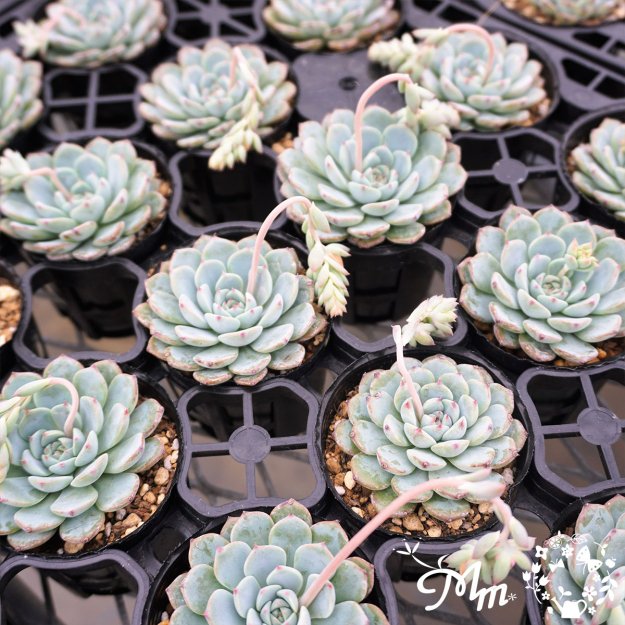 162:Echeveria 'White Minima' (エケベリア ホワイトミニマ)６