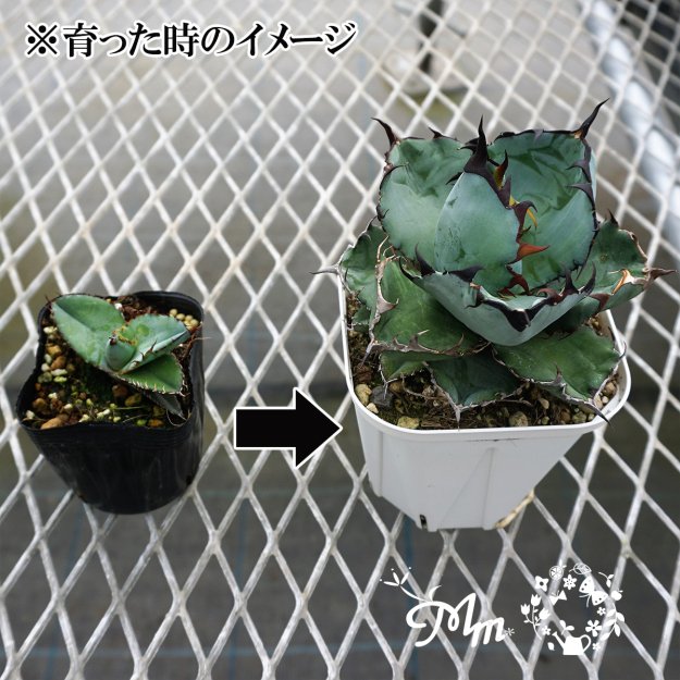 翌日発送可能】 蘭丸様専用です多肉植物アガベ チタノタ ブラック