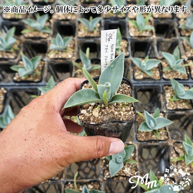 ڥ֤뤤֥롼դAgave 'Blue Wave'( ֥롼)7.5ѥݥå(ꥯ)