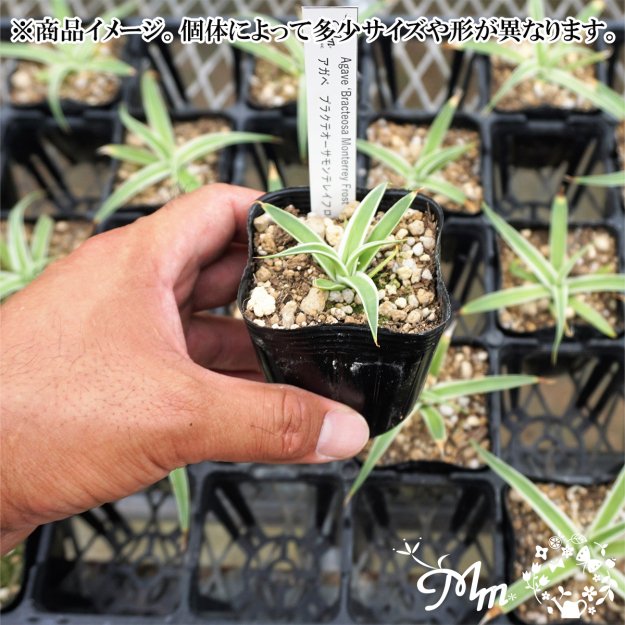 長細い斑入りの葉が特徴】Agave bracteosa 'Monterrey Frost'(アガベ ブラクテオーサモンテレイ