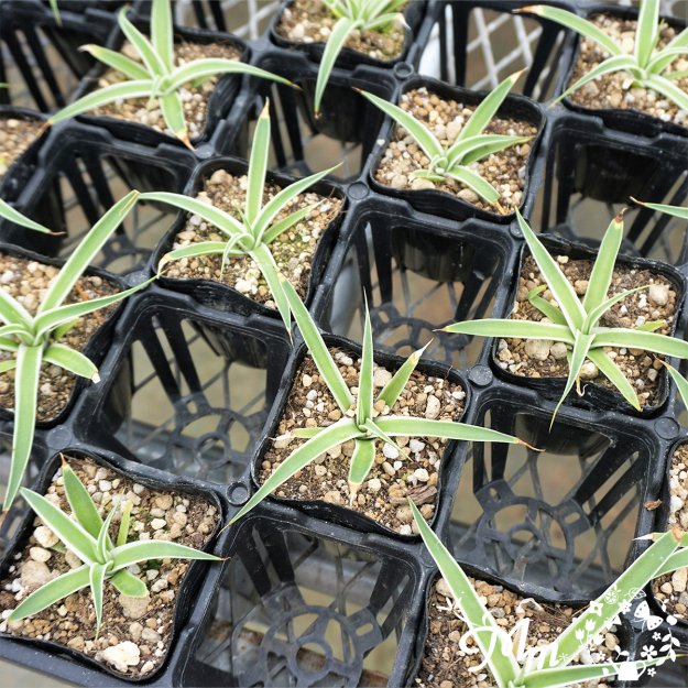 長細い斑入りの葉が特徴】Agave bracteosa 'Monterrey Frost'(アガベ ブラクテオーサモンテレイ