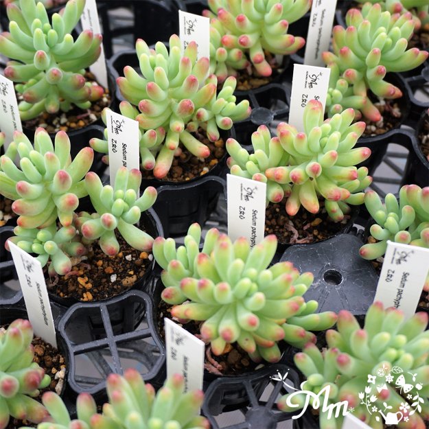 Sedum pachyphyllum(セダム 乙女心(オトメゴコロ))６㎝ポット[多肉植物] | 花苗・野菜苗の販売 ザ・ガーデンパーティー