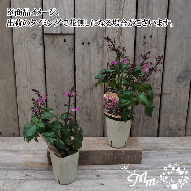 ץ쥯ȥ󥵥٥٥åȥå(Plectranthus VELVET STARLET)7.5ѥ󥰥ݥå[ǯ]