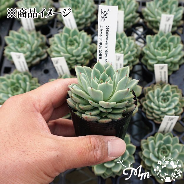 095:Echeveria 'Gilva-no-bara' (エケベリア ギルバの薔薇)６㎝ポット[多肉植物]