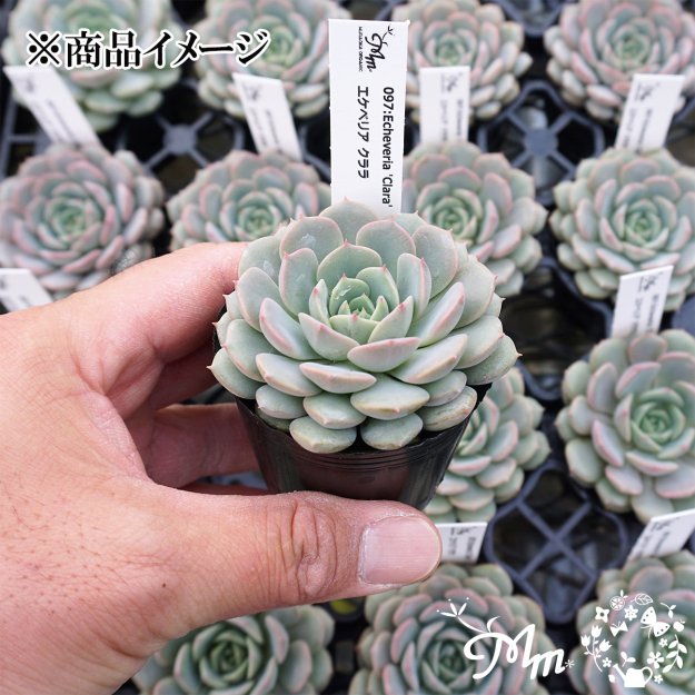 097:Echeveria 'Clara' (エケベリア クララ)６㎝ポット[多肉植物]