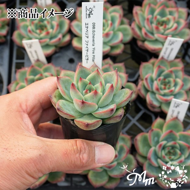 098:Echeveria 'Fire Pillar' (エケベリア ファイヤーピラー)６