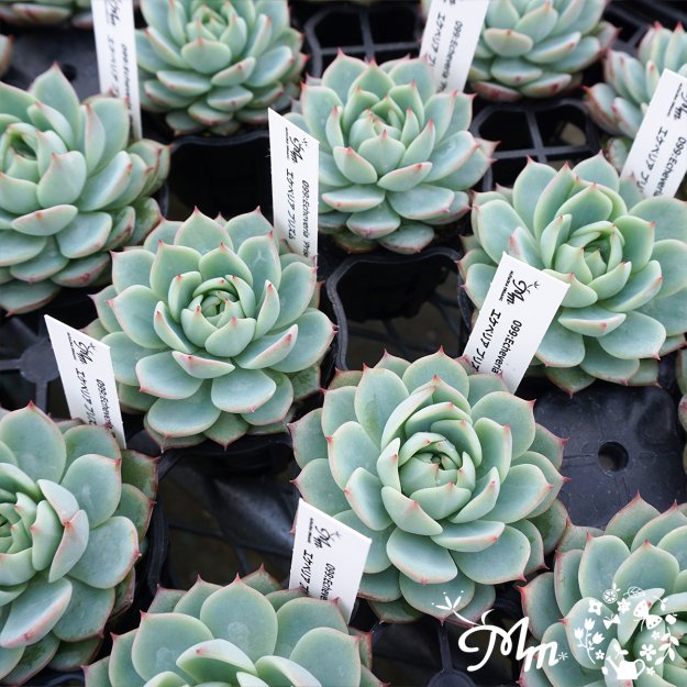 099:Echeveria 'Prism' (エケベリア プリズム)６㎝ポット[多肉植物] | 花苗・野菜苗の販売 ザ・ガーデンパーティー