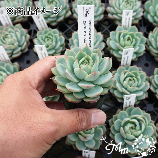 099:Echeveria 'Prism' (エケベリア プリズム)６㎝ポット[多肉植物] | 花苗・野菜苗の販売 ザ・ガーデンパーティー