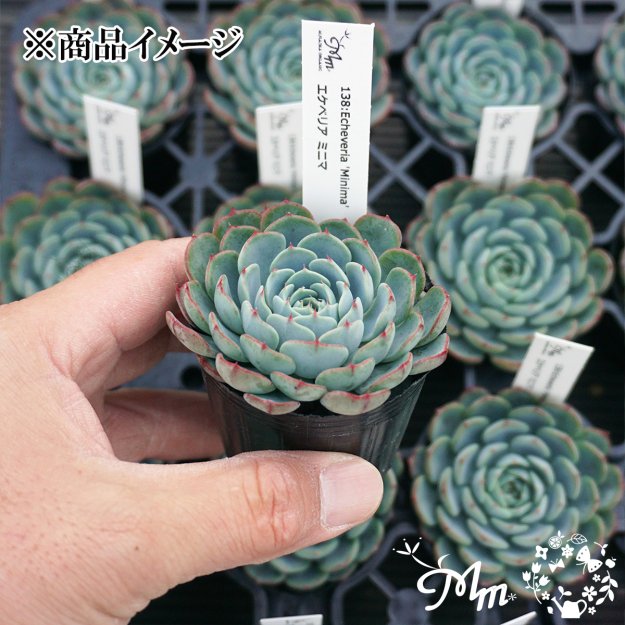 138:Echeveria 'Minima' (٥ꥢ ߥ˥)ѥݥå[¿ʪ]