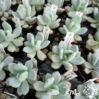 確認用　艶美人錦　多肉植物　パキフィツム 見返り美人錦 パキフィツム | toA Succulent