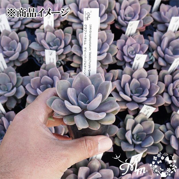 164:Graptopetalum 'Debbi(Purple Queen)'(グラプトペタルム デビー 