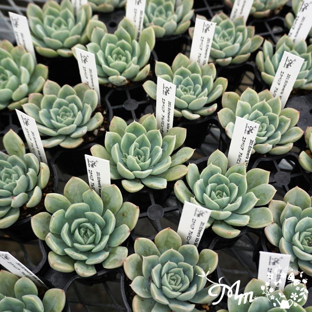 201:Echeveria 'Alba Beauty'(エケベリア アルバビューティー)６㎝ポット[多肉植物] | 花苗・野菜苗の販売  ザ・ガーデンパーティー