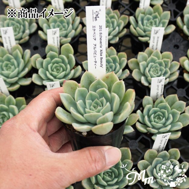 201:Echeveria 'Alba Beauty'(エケベリア アルバビューティー)６㎝ポット[多肉植物]