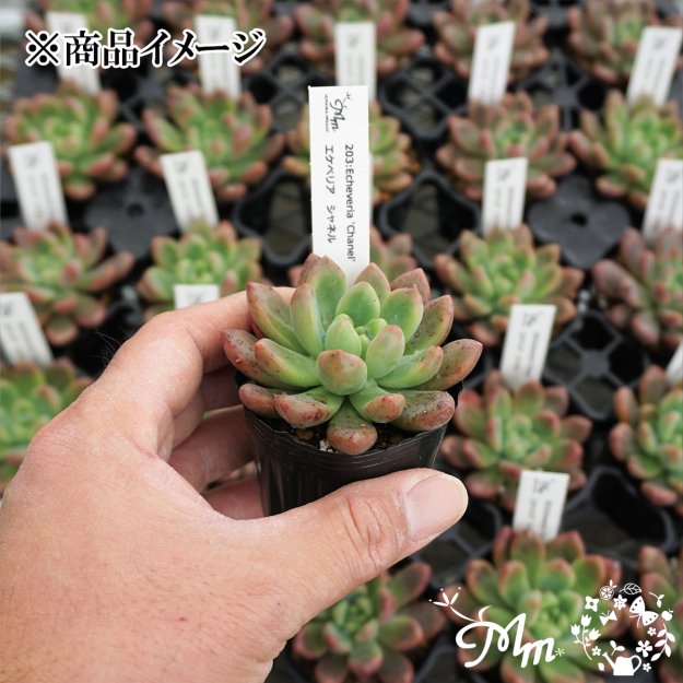 203:Echeveria 'Chabel'(エケベリア シャネル)６㎝ポット[多肉植物]