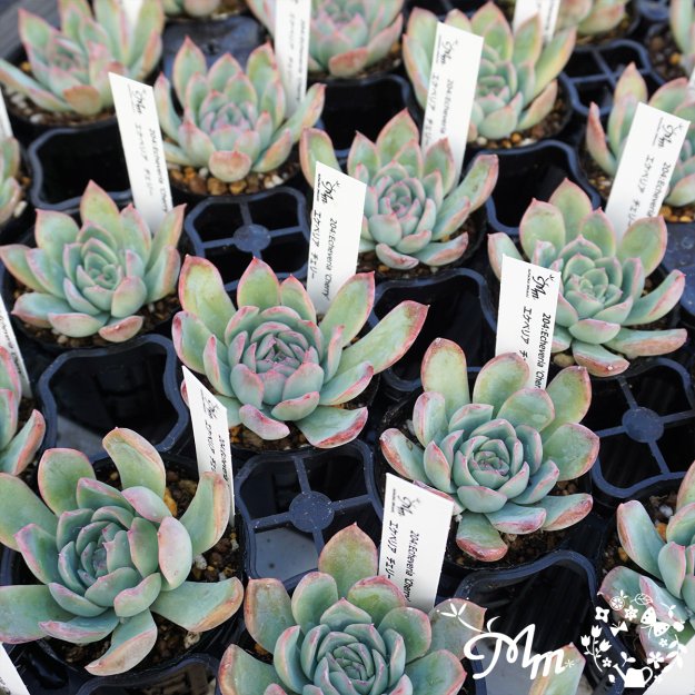 204:Echeveria 'Cherry'(エケベリア チェリー)６㎝ポット[多肉植物] | 花苗・野菜苗の販売 ザ・ガーデンパーティー