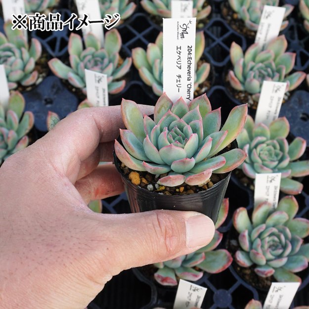 204:Echeveria 'Cherry'(エケベリア チェリー)６㎝ポット[多肉植物] | 花苗・野菜苗の販売 ザ・ガーデンパーティー