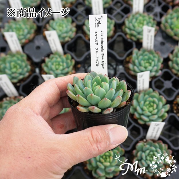 207:Echeveria 'Blue Apple'(٥ꥢ ֥롼åץ)ѥݥå[¿ʪ]